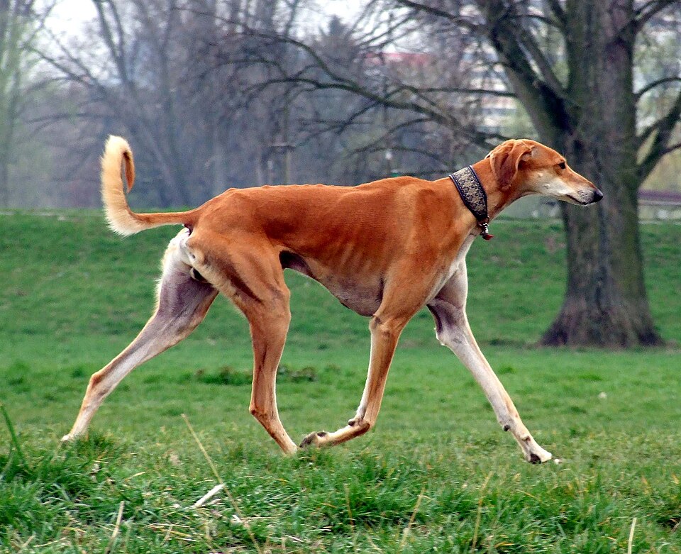 Салюки — внешний вид