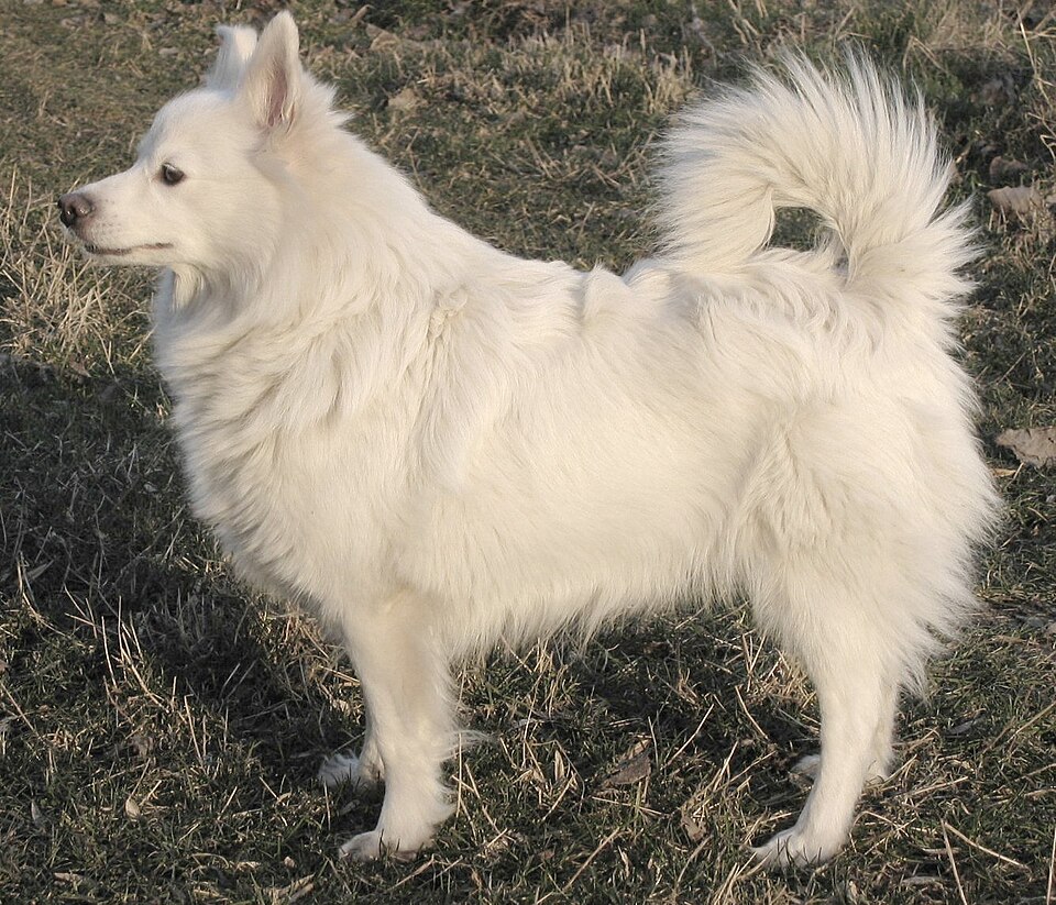 Немецкий шпиц — внешний вид