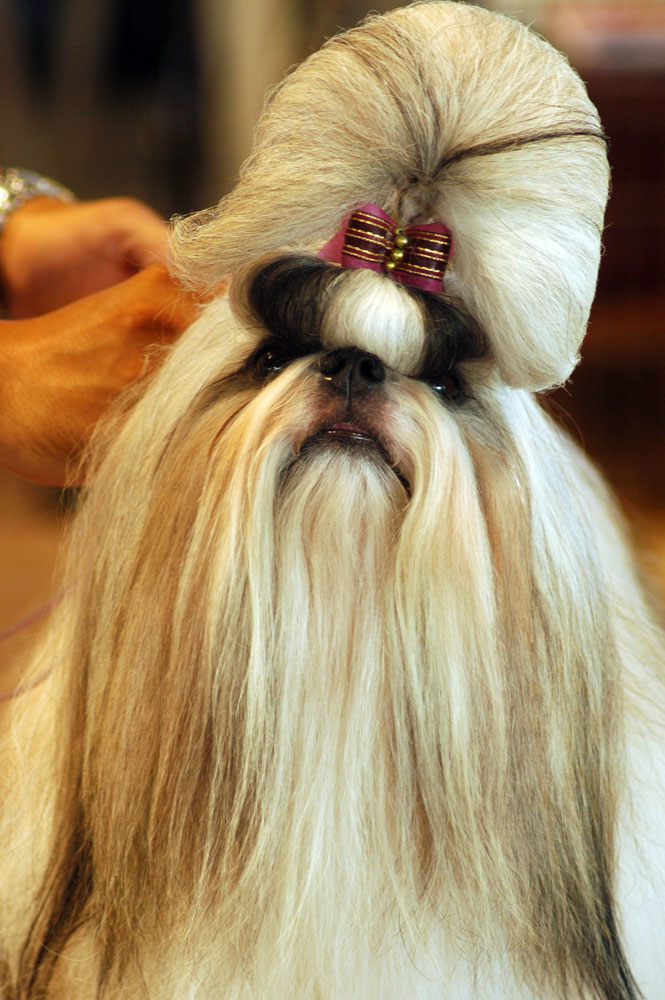 Ши тцу — внешний вид